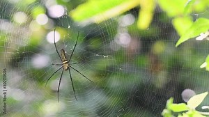 Golden Orb-weaver in the middle of its web waiting for a meal, in slow motion, Nephila are Araneomorph Spiders; also called the Golden Silk Orb-weavers, Giant Wood Spiders, and Banana Spiders.