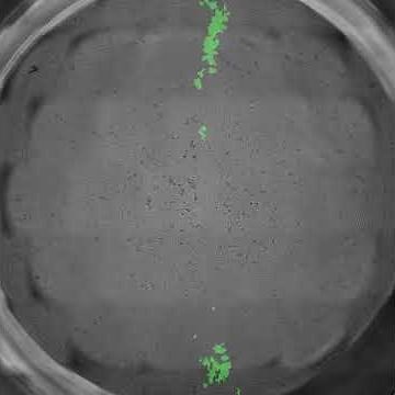 Scratch Assay: Kinetic analysis of in vitro wound closure by keratinocytes
