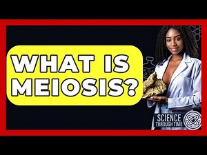 What Is Meiosis? - Science Through Time