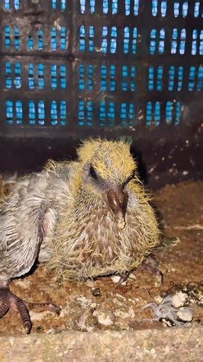 High Flyer Pigeon Baby Care & Growth | Flying Pigeon Breed 🕊😍