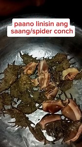 Paano linisin ang saang or spider conch shell #spiderconch #saangshell | Jovelyn Artajo Itac-Danglong