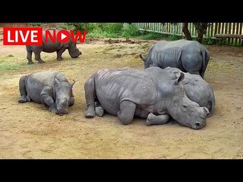24/7 Live: Rhino Orphans at HESC | Watch Endangered Rhinos Up Close!