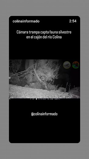 Impactantes Imágenes de Fauna en el Cajón del Río Colina