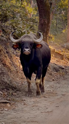 Kairav Engineer on Instagram: "The Indian gaur, often called the “Indian bison”, is the largest wild cattle species on Earth, a towering, powerfully built herbivore found in the forests and grasslands of India and parts of South and Southeast Asia. With its massive shoulders, muscular frame, and striking curved horns, a full-grown male can weigh close to a ton, yet it moves with surprising calm confidence through dense jungle terrain. Gaurs typically live in small herds led by females, feeding o