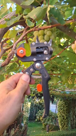 Grafting Grapevines at Home - Change Old Vine Varieties Easily (subtitles: EN) How to Graft Grapevines at Home - Change Old Vines Without Special Tools (subtitles: EN) Change Grape Variety on Old Vines with Simple Grafting at Home | Mincho Tankov