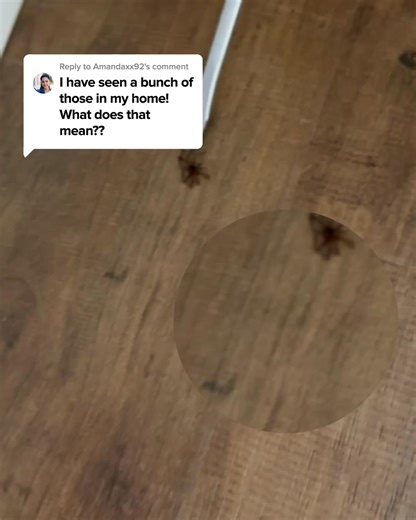 One bite. That’s all it takes. Brown recluses don’t chase you… they wait. They hide in shoes, blankets, closets—and strike without warning. Painful bites. Necrosis. ER visits. Our team knows how to find them and how to stop them. Don’t gamble with your safety. ✅ Safe removal. 🛏️ Peace of mind. 🕷️ No more nightmares. 📞 Call Lookout Pest Control and take back your home. 🧼 Clean. ✅ Safe. 🛡️ Guaranteed. | Lookout Pest Jackson