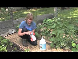 Using a Liquid Sprayer to Apply Neptune's Harvest
