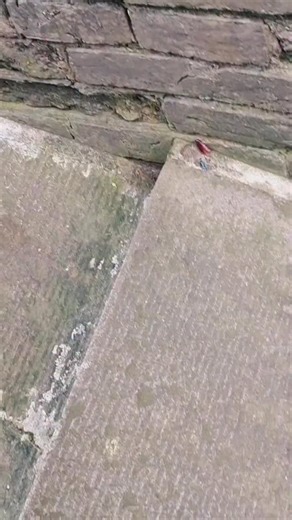 Insect Wars on Instagram: "Poor roach 🪳 #InsectWars"