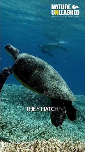 The Secret Behind the Incredible Journey How Sea Turtles Navigate the Ocean