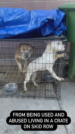 🅿🅸🆃🅱🆄🅻🅻🆂 🅰🅽🅳 🅰🅳🅳🅸🅲🆃🆂 on Instagram: "Mama Cali ❤️ Such an amazing dog who just needs someone with patience and understanding to show her what life is about. Mama Cali was returned after she was eating a bone on the couch and somehow ripped the couch…. I know it sounds crazy but we recommend our adopters to use the crate for certain things and enjoying a bone is one of them! Rescued dogs are not your everyday home dog. They are in need of a new home because where they come from f