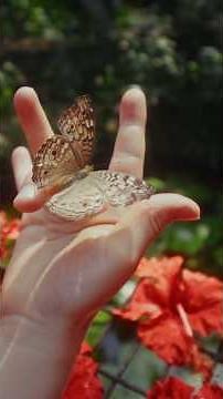 The Butterfly Effect #Philosophy #ButterflyEffect #Shorts