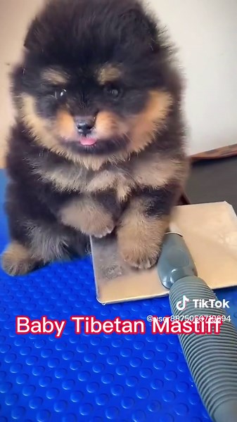 Adorable Baby Tibetan Mastiff - Cute Puppy Videos