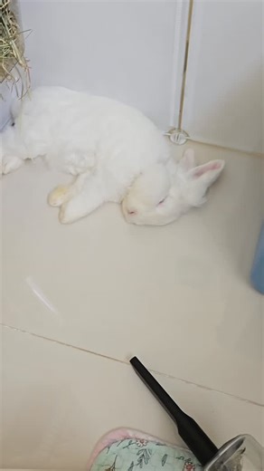 Snowy on Instagram: "Sleeping while mummy cleans my playpen 😴 #rabbitofinstagram #snowythebunny #snowbun #singaporerabbit #lionheadlop"