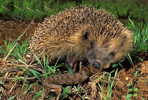 Snake vs Hedgehog...Who will champions??? #Likepage to update interesting content!!! See another video: https://goo.gl/8s5ewC | Wild Animal World