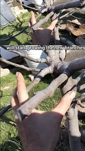 Pruning Your Fig Tree Correctly ✂️