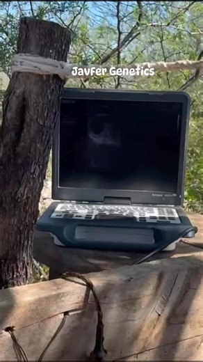 7.3K views · 49 reactions | JavFer Genetics on Reels | Facebook