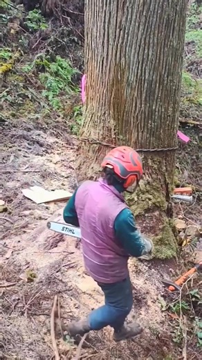 Tree cutting easy | Tree Arborist