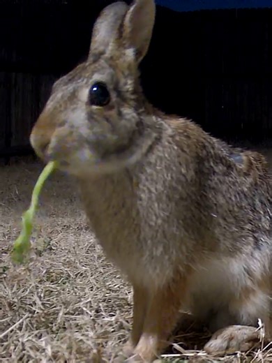 follow for more cute wild bunny videos! #bunny #backyardfriends #wildbunny #wildrabbit #f4f