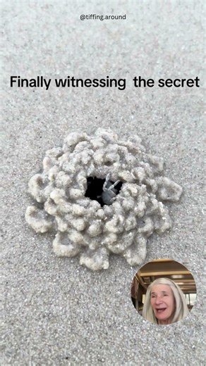 Hermit Crab Creates Hidden Burrow System #wildlife #behavior #shorts