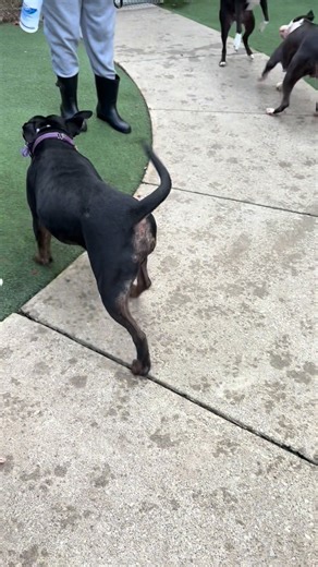 The dogs are having a great weekend! They’ve enjoyed the yards together, taken walks with some of our volunteers, met some amazing people, and enjoyed some great treats! They’ve only thing that could make the weekend better would be getting adopted… #shelterdogsrockoh #CuyahogaDogs #ccasplaygrouppals #dogsplayingforlife | Cuyahoga County Animal Shelter