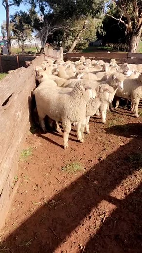 Kelpie Herding Sheep in Australia