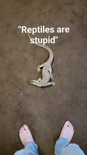 33K views · 371 reactions | My monitor lizard thinks he's a cat and climbs up my leg! #monitorlizard #raptor #dragon #komodo #lizard #gecko #cat #goodboy #reptile | Joey Josselson | Facebook