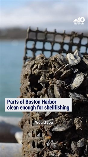 Parts of Boston Harbor clean enough for shellfishing