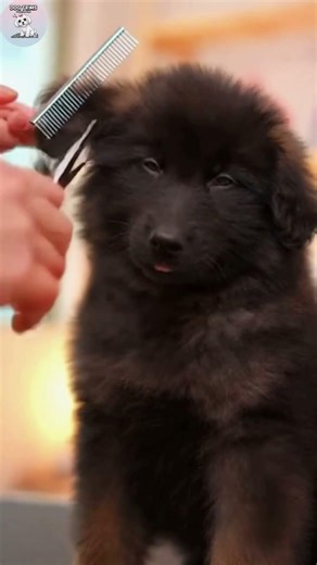 The Cutest First Haircut: Brave Puppy’s Grooming Day!