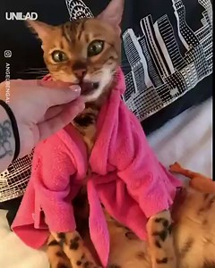 820K views · 6.7K reactions | This cat is living her absolute BEST LIFE  Angel Bengal | UNILAD | Facebook