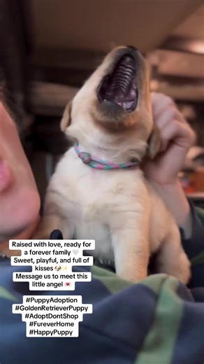 Raised with love, ready for a forever family 🤍 Sweet, playful, and full of kisses 🐶✨ Message us to meet this little angel 💌 #PuppyAdoption #GoldenRetrieverPuppy #AdoptDontShop #FureverHome #HappyPuppy