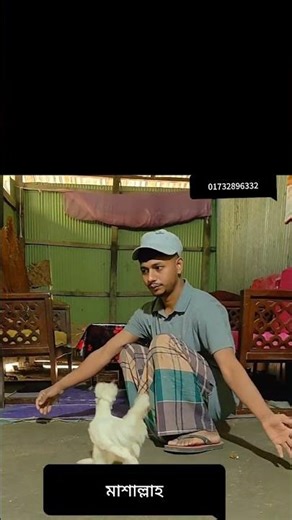 সুলতান মুরগি 🐓🐓🐓🐓