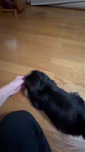 Baby Maple went home yesterday. She has been home less than 24 hours and already learning to lie down on command. Both Maple and Cider are doing amazing in their new homes! Only one baby from this beautiful litter still looking- watch for more posts of baby Cinnamon! #shihtzulovers #puppymatch #beautysshihtzu #puppylove #shihtzuloves #shihtzus #lovewhatyoudo #shihtzupuppy #shih #shihtzuloversofinstagram #shihtzusgram #shihtzulovers_feature #shihtzumania #shihtzulove #shihtzusgram #shihtzulover2 