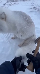 A rare freezing-rain storm can turn wildlife into glass within minutes.❄️ This AI-generated wildlife story shows how glaze ice can temporarily immobilize animals — and what happens next is incredibly moving. ⚠️ Fictional scene created for awareness & storytelling. No real animals were harmed. #IceStorm #FreezingRain #WildlifeAwareness #ArcticFox #NatureStory #WinterStorm #USAReels #AIWildlife | MomentIgnite