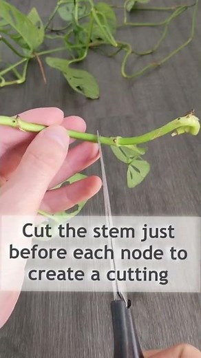 How to Propagate Monstera Adansonii (Swiss Cheese Vine) #houseplant #monstera #propagation