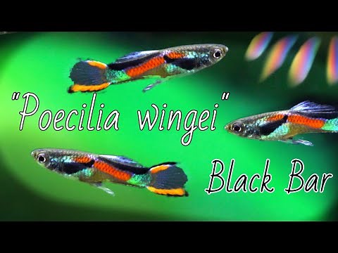 Endler's Livebearer (BLACK BAR ENDLERS - Class N)