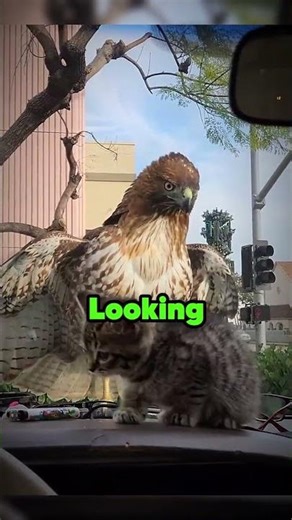 Giant Hawk Tried To Eat This Kitten 🐈🦅