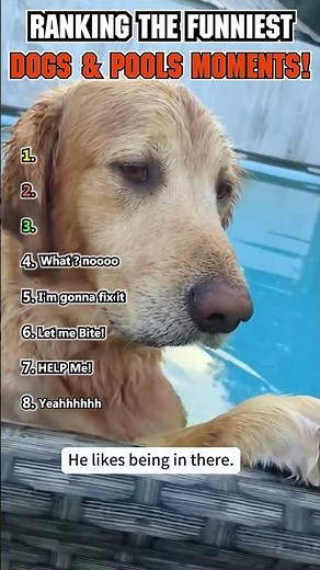 Funniest Dog Pool Moments 😂🐶 | Hilarious Dogs + Perfect Voiceovers!