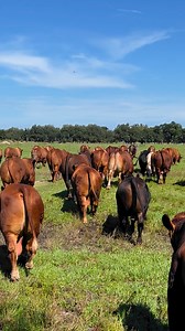 20K views · 176 reactions | Check out the muscle, bone and fleshing ability of these bulls! Join us this evening for dinner at Arcadia Stockyard to preview the offering and visit with friends. More bulls. More Choices. | Beefmaster Bull Sale | Facebook
