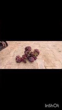 Satisfying Grape Harvest. Farming Grapes In Nigeria #fypシ゚viral
