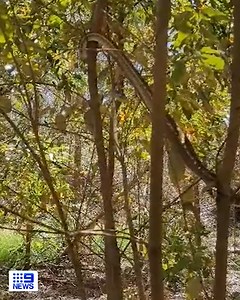 99K views · 6.4K reactions | A quick reminder to look up!  A coastal carpet python has been spotted climbing up a tree in Tallebudgera, after it was freshly relocated by a Gold Coast ecologist. The local ecologist is reminding residents to watch where they walk in bushland. WATCH LIVE at 5.30pm for more. #9News | 9 News Gold Coast | Facebook