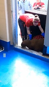 148K views · 7.1K reactions | A walrus calf found alone and miles from the ocean on Alaska’s North Slope is being bottle fed and receiving calming cuddles from doting animal welfare workers who are trying to keep the 1-month-old baby alive and healthy. https://trib.al/fhoX8kQ | ABC News | Facebook