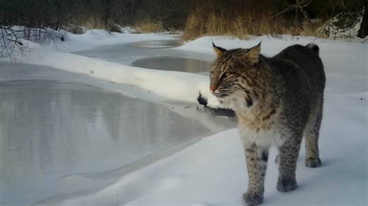 #trailcamtuesday Bobcat on frozen stream for some mental cooling 🥶. (Boly Trailcamera 2060X - Western Massachusetts) | CR Wildlife Cams