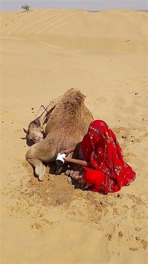 امرأة مجتهدة في رمال الصحراء الذهبية تبدع في منح الجمل الراحة والبرودة