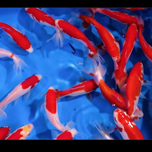 Wakin Fancy Goldfish as found on Next Day Koi