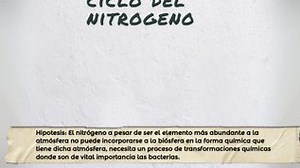ciclo del nitrogeno