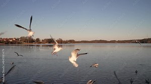 Seagull feeding - Very friendly seagull takes bread, Feeding Bird Against Sky, Slow Motion. A flock of seagulls feeding in the sea coast. Seagulls eating cheese and crackers at the beach, horizontal