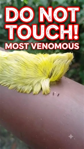 🐛 This Cute Fuzzy Caterpillar Is More Dangerous Than It Looks!