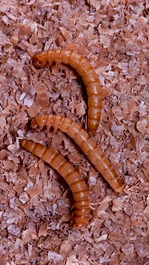 Mealworm beetle metamorphosis! #learnontiktok #edutok #beetles #bugsoftiktok #entomology