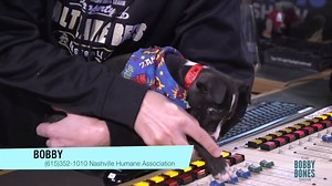 Meet adorable little Bobby! Nashville Humane Association's doggy of the week hanging out with Lunchbox 🐶❤️He's up for adoption! | Bobby Bones Show