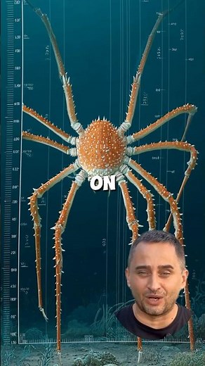 Japanese spider crab. “Giant of the ocean depths”(Macrocheira kaempferi)